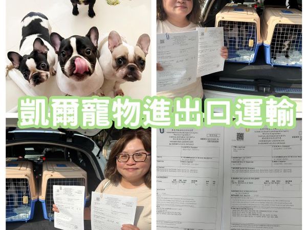 2023/12/12 『美國洛杉磯』4隻法國鬥牛犬跟著陳小姐一同飛去美國洛杉磯移民生活啦~~~